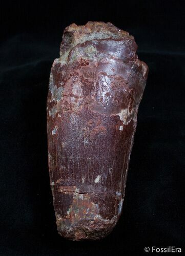 Monster Spinosaurus Tooth - More Than An Inch Wide #2175